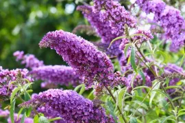 10 rijkbloeiende struiken die je tuin structuur geven