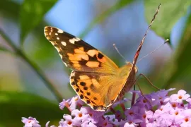 Vlinderstruik snoeien: tips voor volle bloei