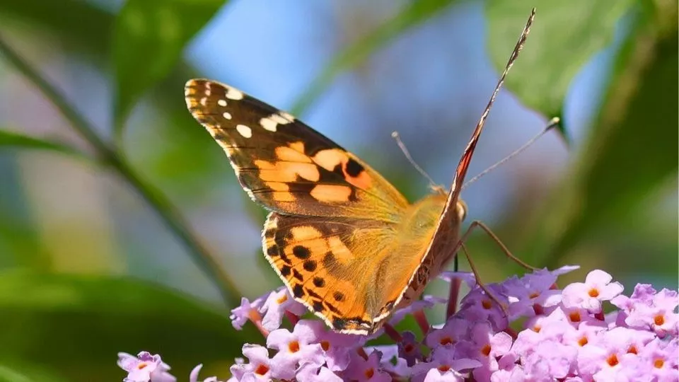 Afbeelding Vlinderstruik snoeien: tips voor volle bloei