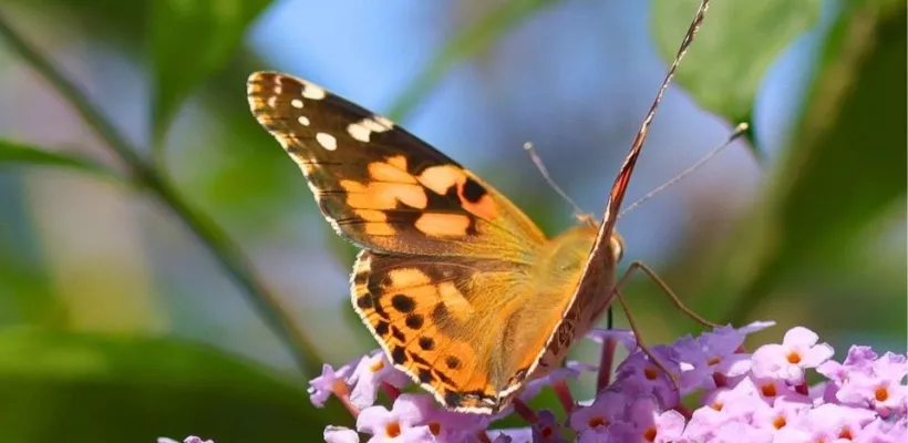 Vlinderstruik snoeien: tips voor volle bloei