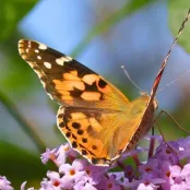 Vlinderstruik snoeien: tips voor volle bloei