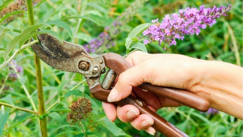 Lage vlinderstruik kiezen: tien compacte buddleja’s op een rij