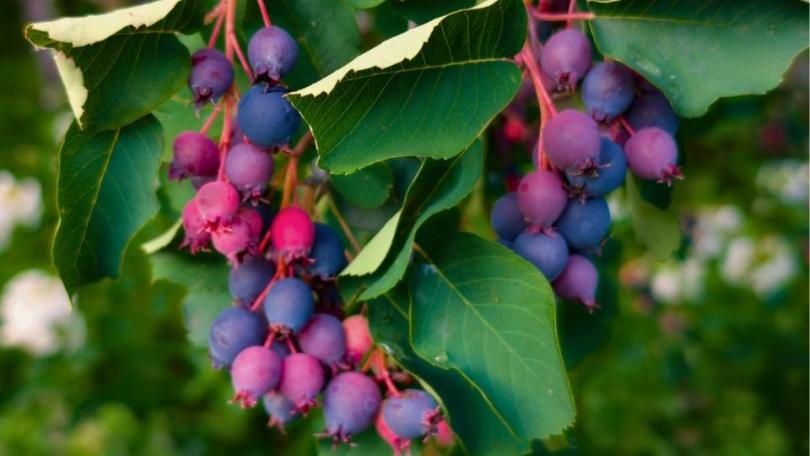 Zo beplant je je voedselstruweel laag voor laag