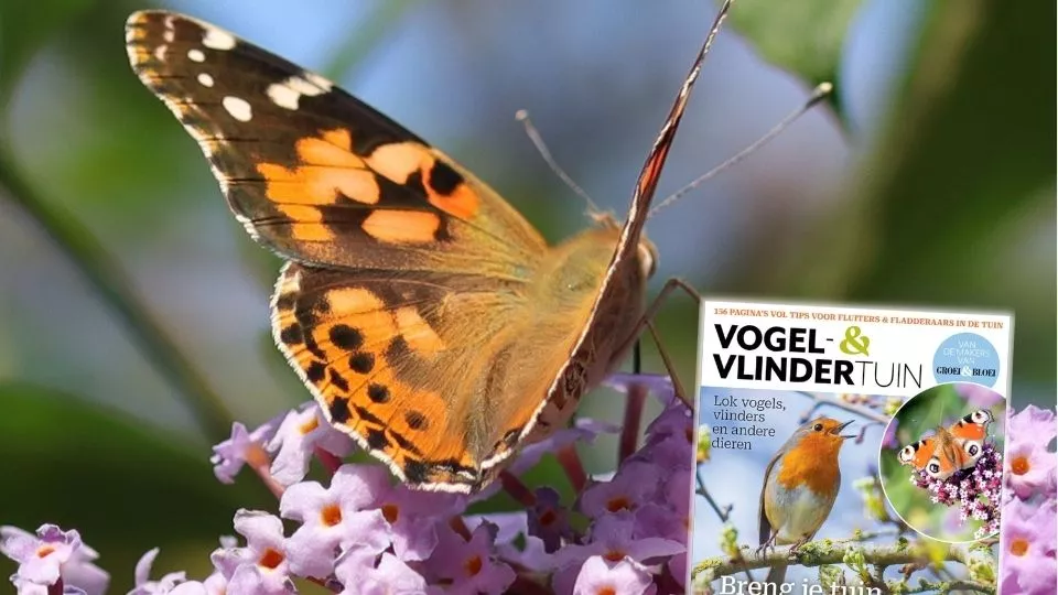 Afbeelding Special Vogel- en vlindertuin: 156 pagina’s vol tips voor een levende tuin