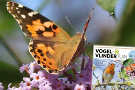 Special Vogel- en vlindertuin: 156 pagina’s vol tips voor een levende tuin