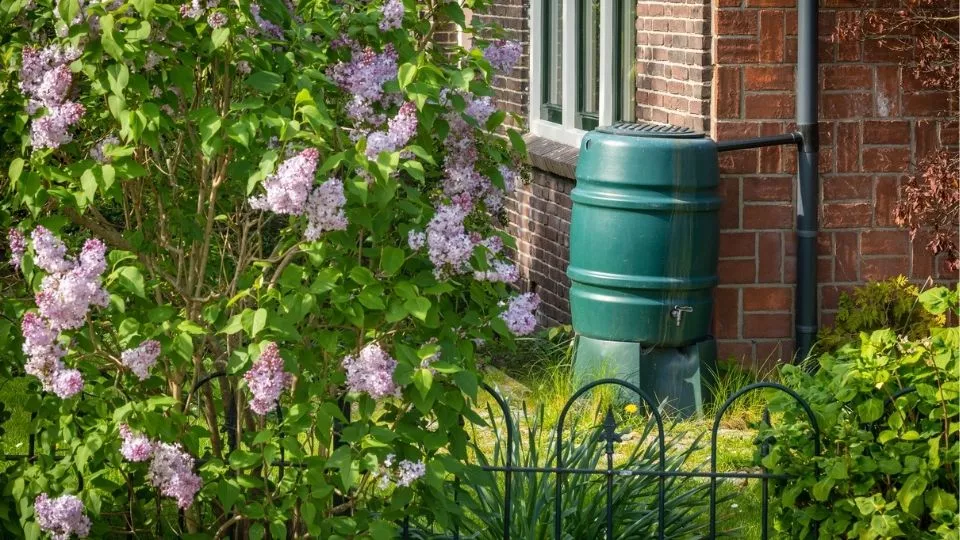 Afbeelding Slim omgaan met water in je tuin: tips voor droge en natte periodes