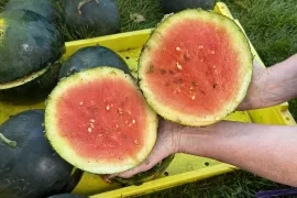 Hoe kweek ik watermeloen? Zaai in april