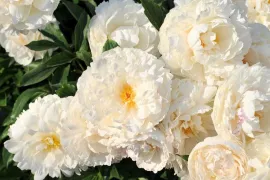 Paeonia Lactiflora groep