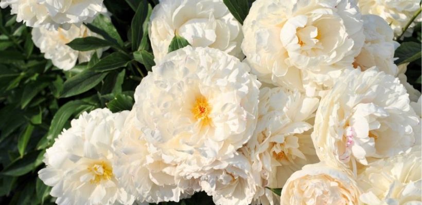 Paeonia Lactiflora groep