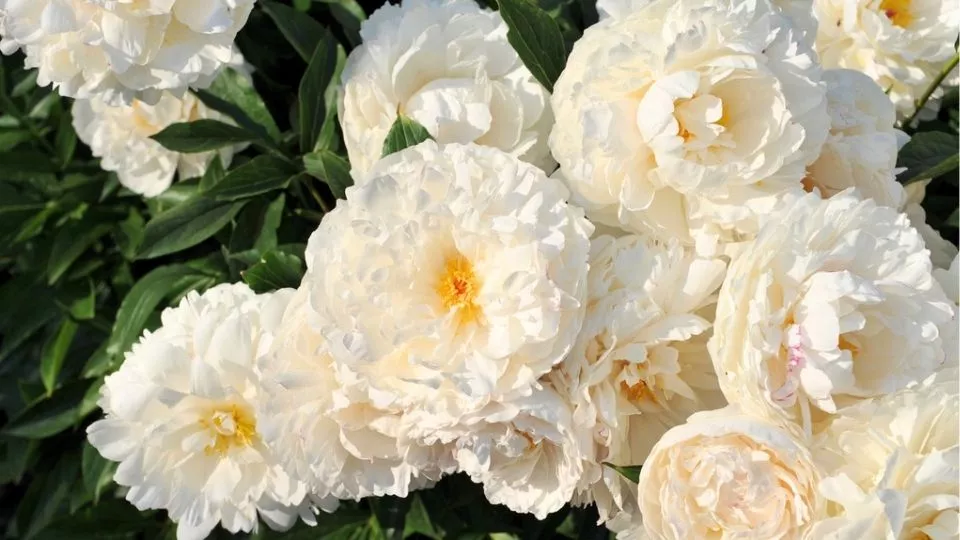 Afbeelding Paeonia Lactiflora groep