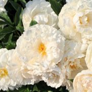 Paeonia Lactiflora groep