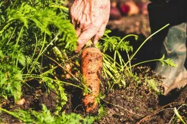 Wortel zaaien: geduld loont én een luchtige grond