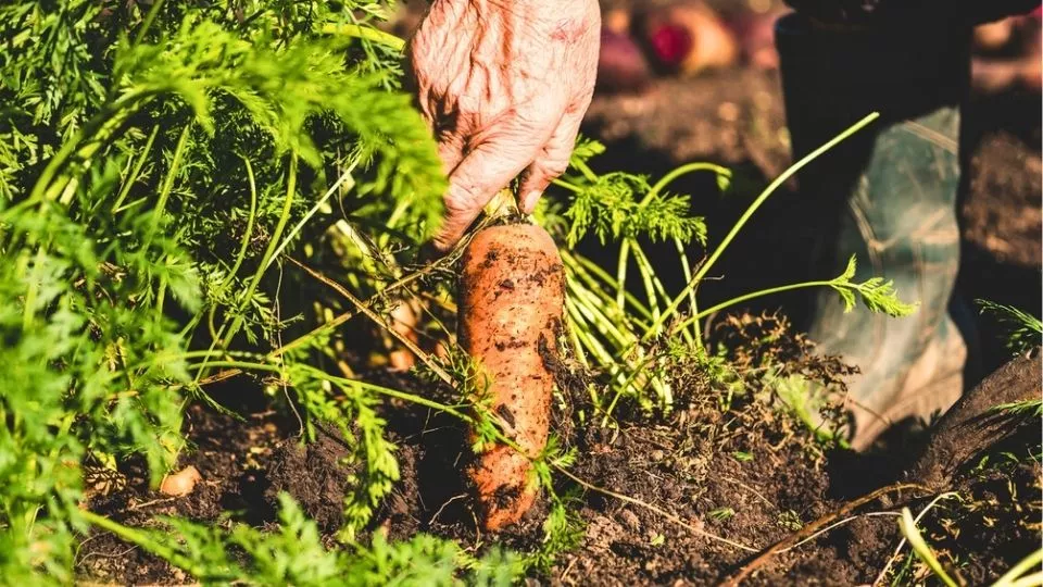 Afbeelding Wortel zaaien: geduld loont én een luchtige grond