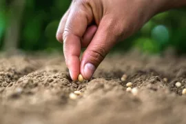 Buiten zaaien op een zaaibed: wat kun je in maart en april zaaien?