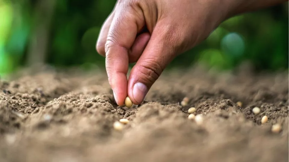 Afbeelding Buiten zaaien op een zaaibed: wat kun je in maart en april zaaien?