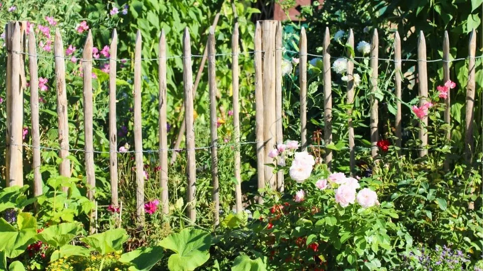 Afbeelding Zo maak je een natuurlijke tuin: 4 bloemen die je niet hoeft te temmen