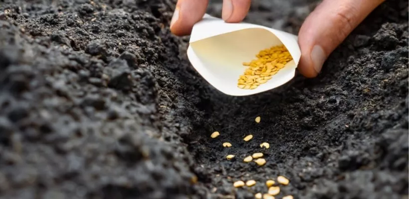 Zaaien lukt niet? Waarschijnlijk ligt het hieraan