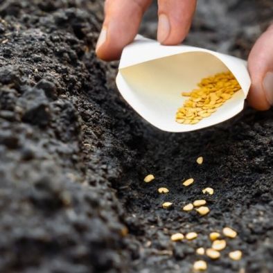 Zaaien lukt niet? Waarschijnlijk ligt het hieraan