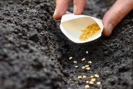 Zaaien lukt niet? Waarschijnlijk ligt het hieraan