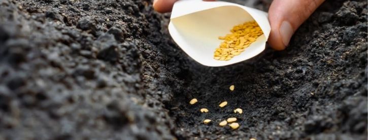 Zaaien lukt niet? Waarschijnlijk ligt het hieraan