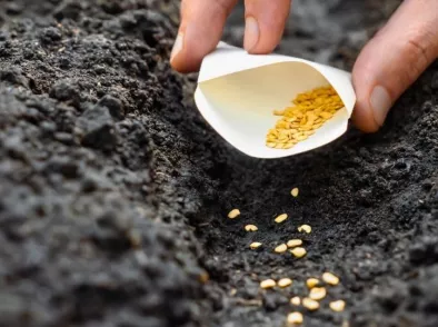 Zaaien lukt niet? Waarschijnlijk ligt het hieraan