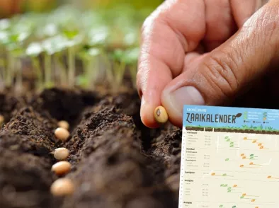 Download gratis zaaikalender voor je moestuin