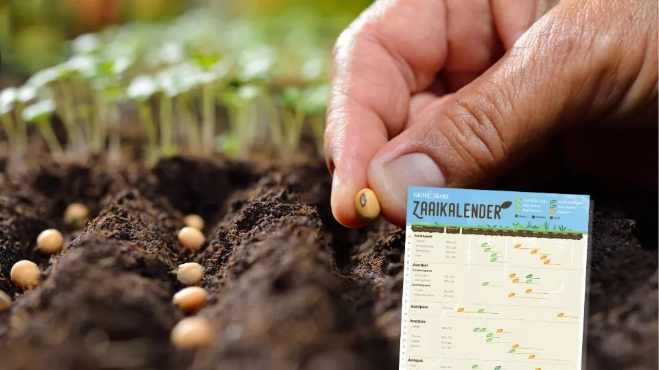 Afbeelding Download gratis zaaikalender voor je moestuin