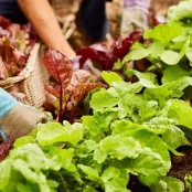 Tips bij 10 makkelijke moestuingewassen