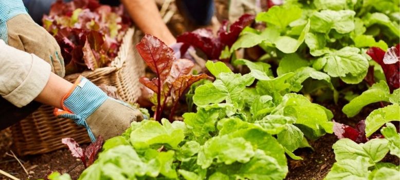 Tips bij 10 makkelijke moestuingewassen