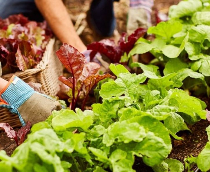 Tips bij 10 makkelijke moestuingewassen