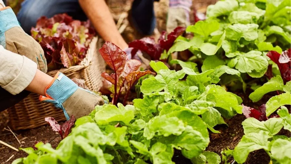 Afbeelding Tips bij 10 makkelijke moestuingewassen