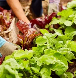 Tips bij 10 makkelijke moestuingewassen