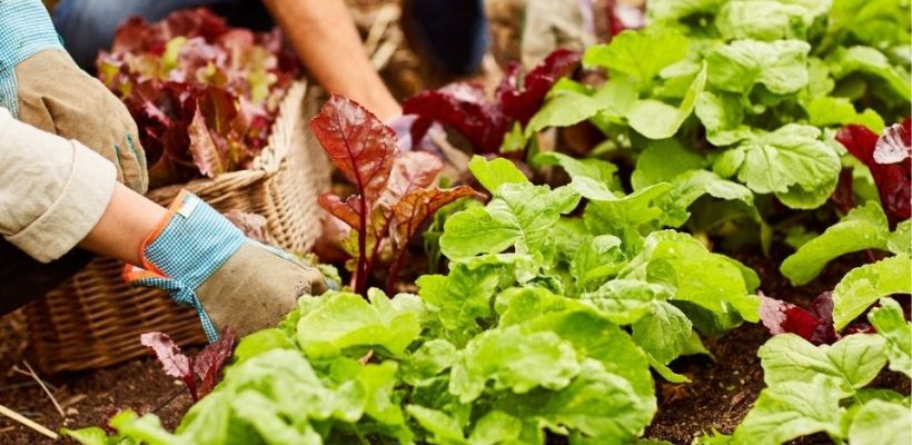 Tips bij 10 makkelijke moestuingewassen