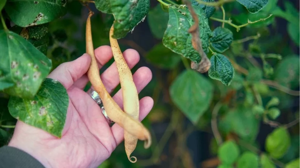 Afbeelding Groentezaden oogsten: zo doe je dat (video)
