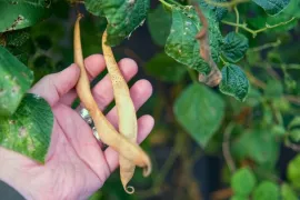 Groentezaden oogsten: zo doe je dat (video)