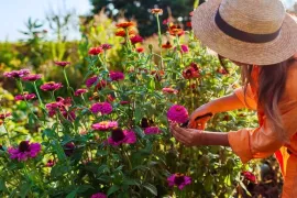 Durf te knippen en zaai opnieuw: zo blijft je tuin langer bloeien