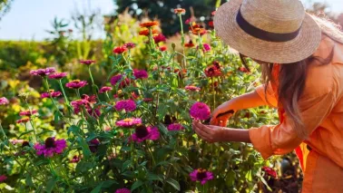 Durf te knippen en zaai opnieuw: zo blijft je tuin langer bloeien