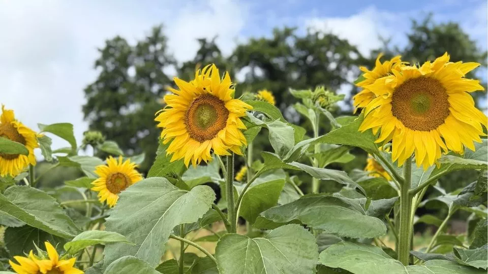 Afbeelding Zonnebloemen zaaien: van zaadje tot manshoge zomerbloeier