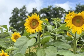 Zonnebloemen zaaien: van zaadje tot manshoge zomerbloeier