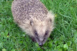 Lucht voor het gazon