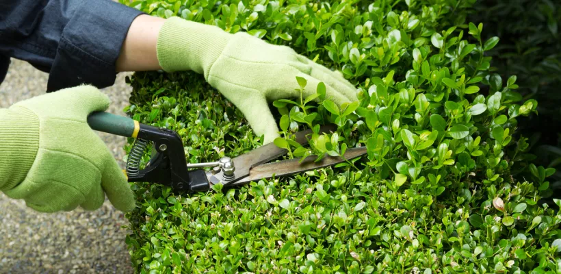 Hagen knippen (buxus en beukenhaag)