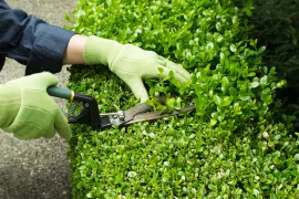 Hagen knippen (buxus en beukenhaag)