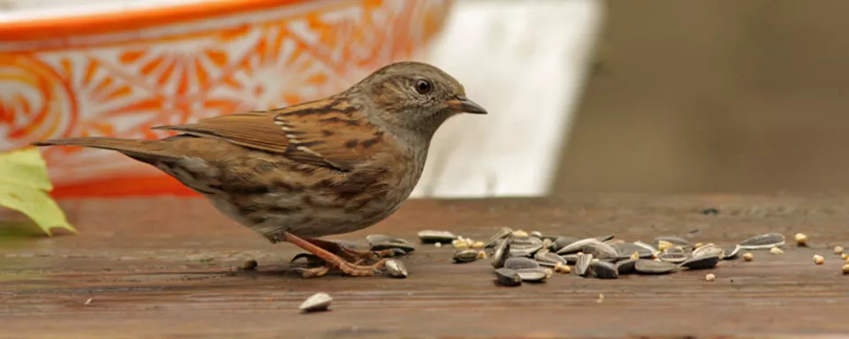 Afbeelding Heggenmus