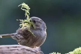 Meer vogels in je tuin? Begin met de 3 V’s