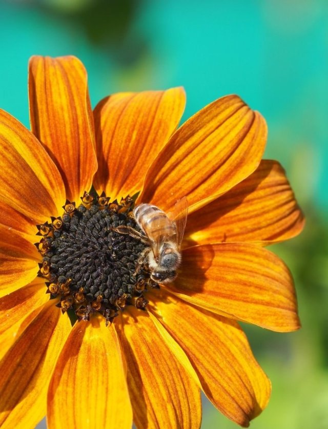 Zaaien lukt niet? Waarschijnlijk ligt het hieraan