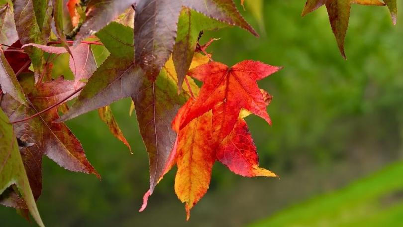 Altijd herfstkleur: waarom blad verkleurt en wat je het best plant