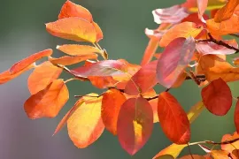Altijd herfstkleur: waarom blad verkleurt en wat je het best plant