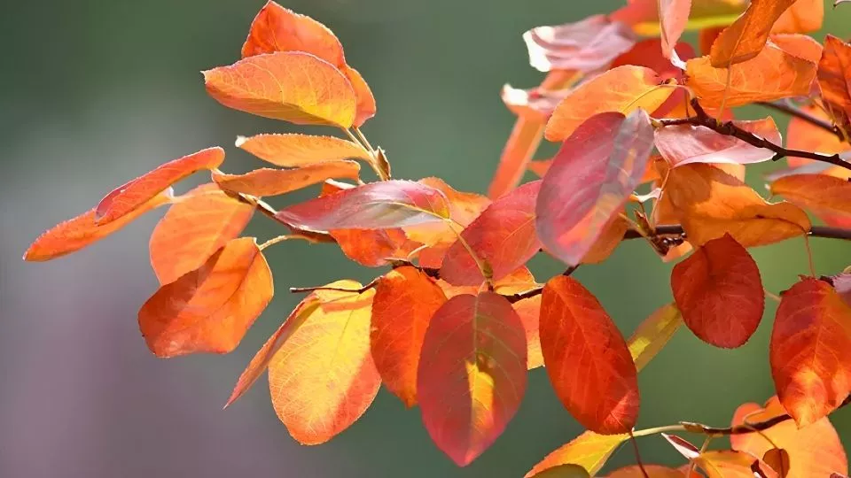 Afbeelding Altijd herfstkleur: waarom blad verkleurt en wat je het best plant