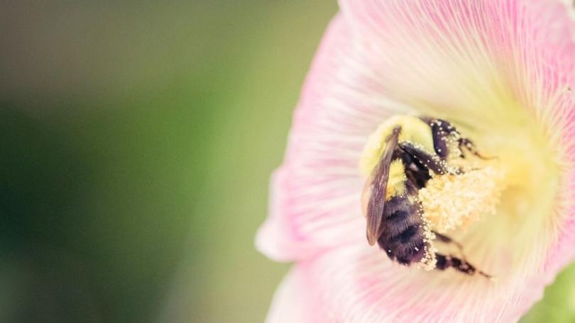 Stokrozen zaaien: de plant kiest straks zelf de plek