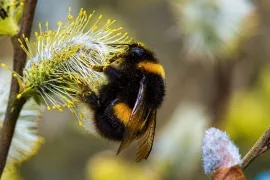 Snoeien voor bijen: zo snoei je insectvriendelijk